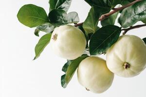 Guava fruit on a branch photo