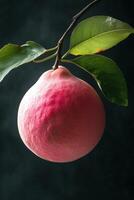A pink fruit hanging from a branch photo