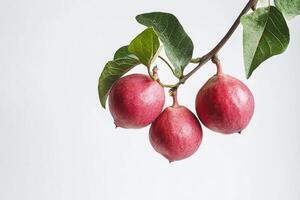 Three red fruits on a branch photo