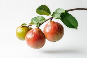 Three ripe fruits on a branch photo