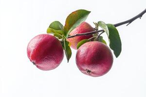 Three red apples on a branch photo