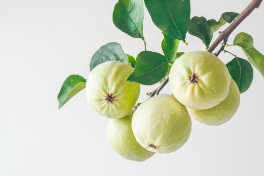 guayaba Fruta en un rama foto