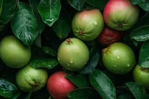 A bunch of green and red fruits on a tree photo