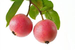 Two ripe fruits hanging from a branch photo
