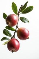 Three red fruits on a branch with leaves photo