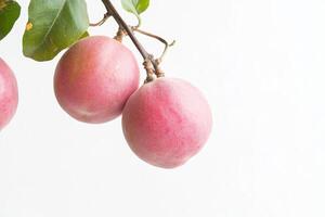 Three pink mangos on a branch photo