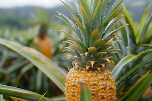 A pineapple growing in a field of green plants photo