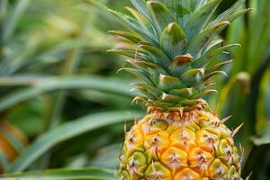 A pineapple with a green stem photo