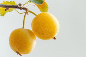 A bunch of fruit hanging on a tree branch photo