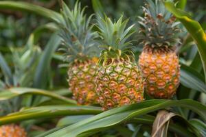 Pineapples growing on a tree photo