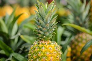A pineapple is sitting in a field of green plants photo