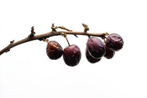 A bunch of ripe dates on a branch photo