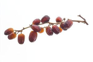 A bunch of dates on a branch photo