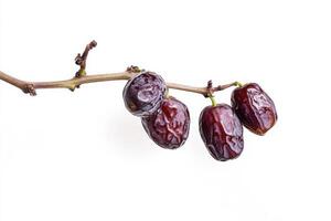 Date fruit on a branch photo