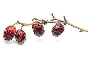 Date palm fruit on a branch photo