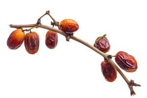 Date palm fruit on a branch photo
