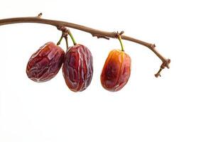 Three dates hanging from a branch photo