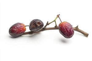 Two ripe dates on a branch photo