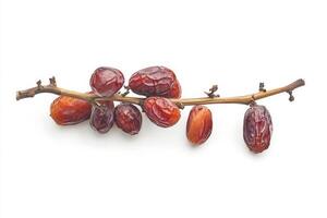 Date palm fruit on a branch photo