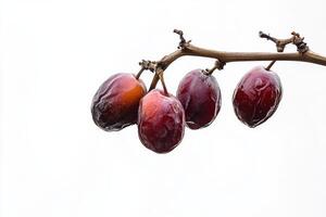 A bunch of ripe dates on a branch photo