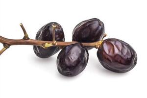Three ripe dates on a branch photo