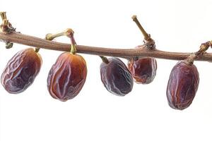 A bunch of dates hanging from a branch photo