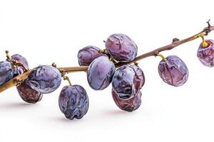 A bunch of grapes on a branch photo