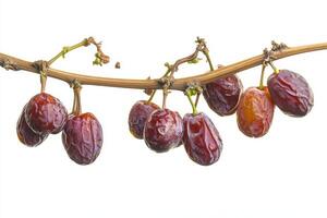 A bunch of ripe dates hanging from a branch photo