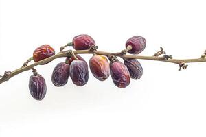 A bunch of dates are on a branch photo