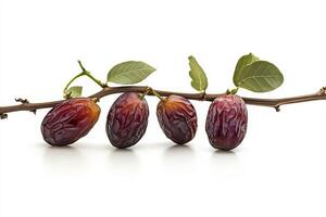 Date fruit on a branch photo