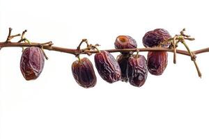 Date palm fruit on a branch photo