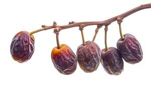 Date fruit on a branch photo