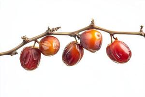 Date palm fruit on a branch photo