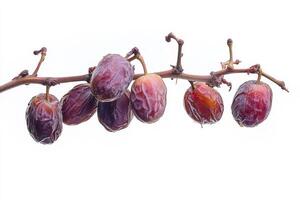 Date fruit on a branch photo