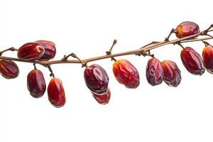 Date palm fruit on a branch photo