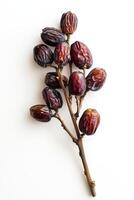 A bunch of dates on a white background photo