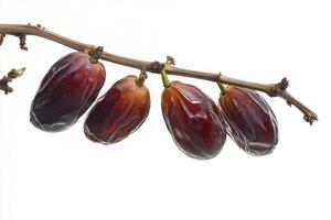 A bunch of dates hanging from a branch photo