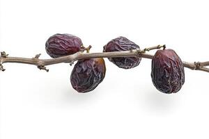 A bunch of dates on a branch photo