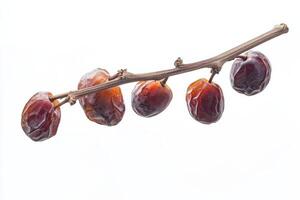 Date palm fruit on a branch photo