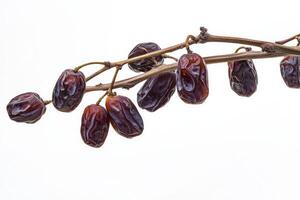 A bunch of dates are hanging from a branch photo