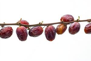 A bunch of dates hanging from a branch photo
