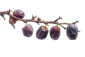 A branch of dates with ripe fruit on it photo
