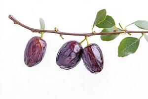 Three ripe purple fruits on a branch photo