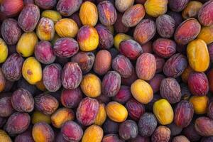 A close up of a bunch of dates photo