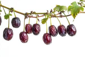 Date palm fruit on a branch photo