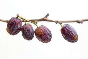 Date fruit on a branch photo