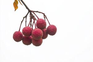 A bunch of lychees hanging from a branch photo