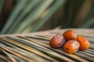 Date palm fruit on a palm leaf photo