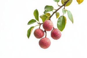 A branch of lychee fruit on a white background photo