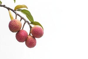 A bunch of lychees on a branch photo